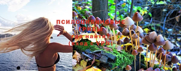 сатива Баксан